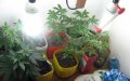 Как вырастить марихуану в домашних условиях?